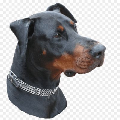 Doberman, Intelligent Breed, Medium To Large-sized Dog, Muscular Build, Sleek Coat, Loyal And Protective, Known For Their Guard Dog Abilities, Trainable And Obedient, High Energy Levels, Need Regular Exercise, Alert And Fearless, Excellent Watchdogs