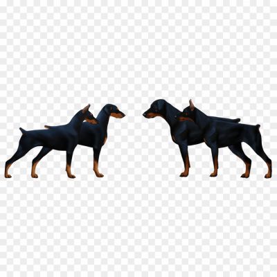 Doberman, Intelligent Breed, Medium To Large-sized Dog, Muscular Build, Sleek Coat, Loyal And Protective, Known For Their Guard Dog Abilities, Trainable And Obedient, High Energy Levels, Need Regular Exercise, Alert And Fearless, Excellent Watchdogs