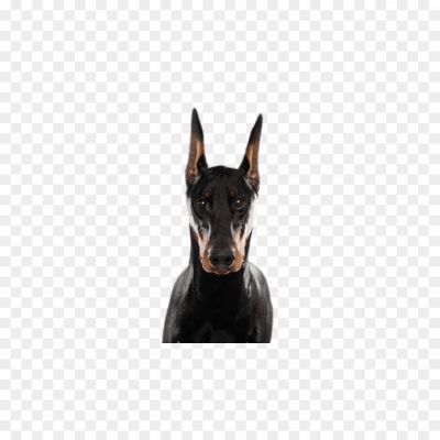 Doberman, Intelligent Breed, Medium To Large-sized Dog, Muscular Build, Sleek Coat, Loyal And Protective, Known For Their Guard Dog Abilities, Trainable And Obedient, High Energy Levels, Need Regular Exercise, Alert And Fearless, Excellent Watchdogs