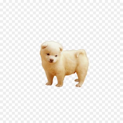 Dog puppy png _289310201.png