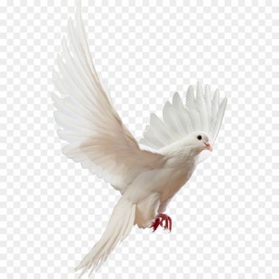 Dove-PNG-HD-Quality.png