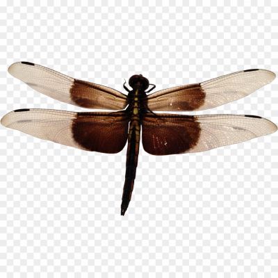 Dragonfly-Background-PNG-Clip-Art-Image-Z1I5DBSU.png