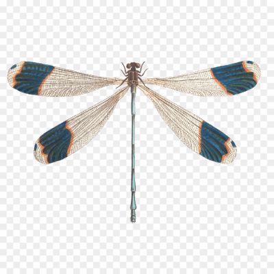 Dragonfly-Background-PNG-Image-BOCHYNST.png