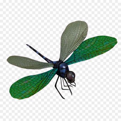 Dragonfly-No-Background-U5H7MGK8.png