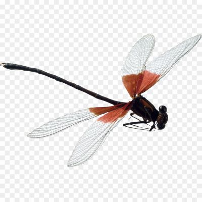 Dragonfly-PNG-Free-File-Download-PEA54Q95.png