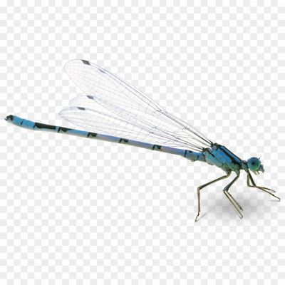 Dragonfly-PNG-HD-Free-File-Download-7JVSQW80.png PNG Images Icons and Vector Files - pngsource