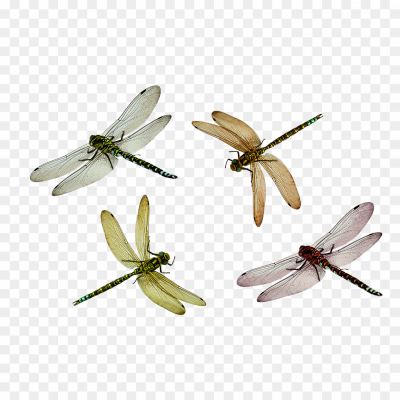 Dragonfly-PNG-Pic-Clip-Art-Background-947M4ORH.png