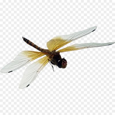 Dragonfly-Transparent-Clip-Art-Image-Pngsource-LMVIEWN0.png