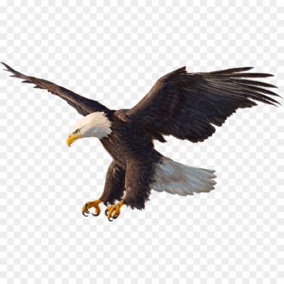 Eagle-Download-Free-PNG-Pngsource-WK053DT6.png