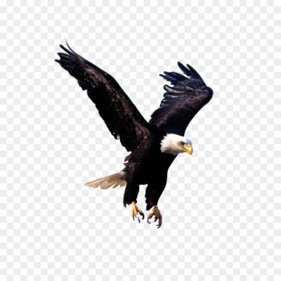 Eagle-Transparent-File-Pngsource-8SIFOWEE.png