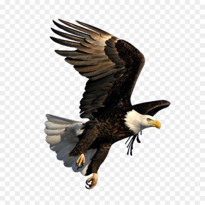 Eagle-Transparent-Free-PNG.png