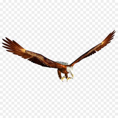 Eagles-PNG-Free-File-Download-Pngsource-JOQPTF5O.png