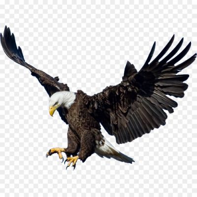 Eagles-PNG-HD-Quality.png