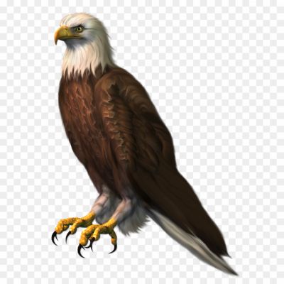 Eagles-Transparent-PNG.png PNG Images Icons and Vector Files - pngsource