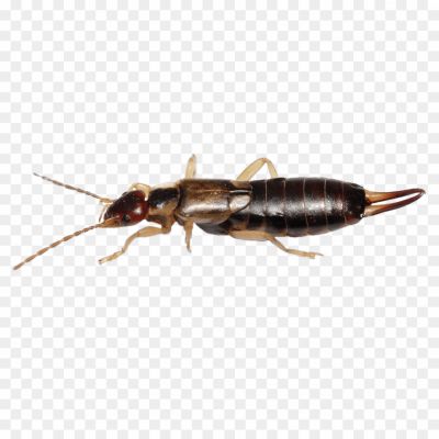 Earwig-Free-PNG-S7N3LXYA.png