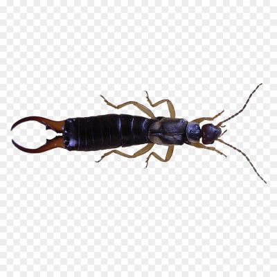 Earwig-Transparent-Images-8DZTQL0U.png PNG Images Icons and Vector Files - pngsource