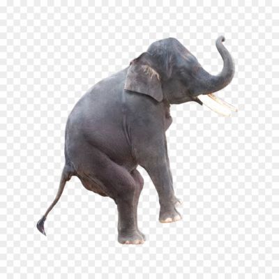 Elephant transparent image  png_283912.png PNG Images Icons and Vector Files - pngsource