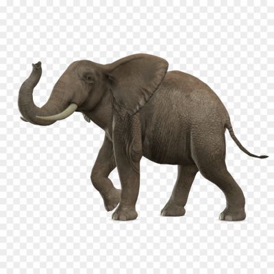 Elephant, Herbivorous, Largest Land Mammal, Intelligent, Social Animals, African And Asian Species, Trunk, Tusks, Thick Skin, Habitat, Conservation, Threats, Reproduction, Lifespan