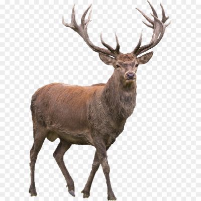 Elk, Wapiti, Deer Family, North America, Asia, Cervus Canadensis, Herbivorous, Antlered Males, Non-antlered Females, Forests, Grasslands, Mountains, Gregarious, Rutting Season