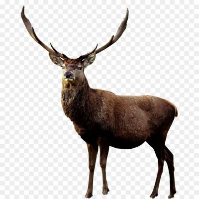 Elk, Wapiti, Deer Family, North America, Asia, Cervus Canadensis, Herbivorous, Antlered Males, Non-antlered Females, Forests, Grasslands, Mountains, Gregarious, Rutting Season