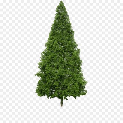 Cedar Tree, Evergreen Tree, Coniferous Tree, Tall Tree, Majestic, Cedar Wood, Aromatic, Cedar Branches, Cedar Leaves, Cedar Forest, Nature, Landscape, Symbol Of Strength, Symbol Of Resilience, Lumber, Cedar Tree Silhouette