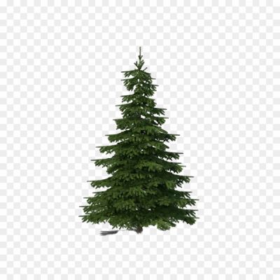 Evergreen-Transparent-Background.png