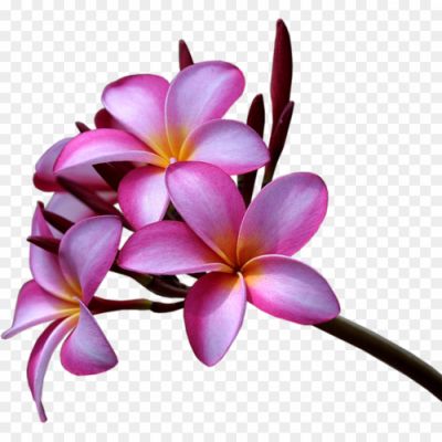 Exotic-Pink-Flower-Transparent-Background-YOF80OND.png