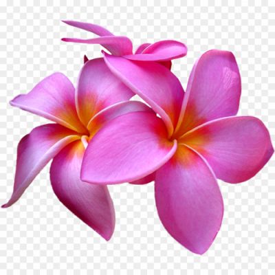 Exotic-Pink-Flower-Transparent-File-44QKMJ37.png