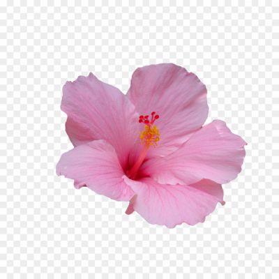 Exotic-Pink-Flower-Transparent-Free-PNG-RS3FFMSE.png