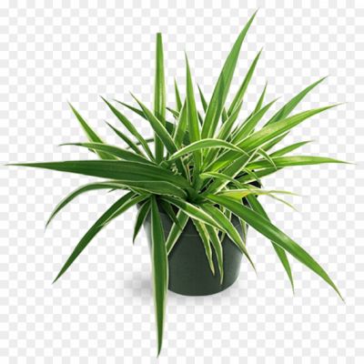 Exotic-Plant-Transparent-Free-PNG-Pngsource-LXGUZ4SF.png