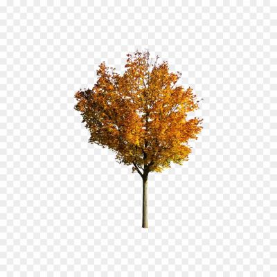 Fall-Tree-PNG-Photos-ORWNZ37P.png