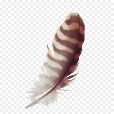 Feather-Brown-Transparent-Free-PNG-6DQDJEIO.png