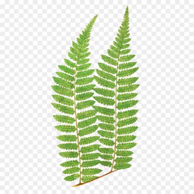 Lush, Green, Foliage, Fronds, Nature, Botanical, Plant, Leafy, Graceful, Vibrant, Ferns, Tropical, Woodland, Freshness, Air-purifying, Textured, Decorative, Natural, Tranquility, Shade-loving