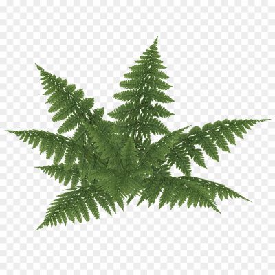 Lush, Green, Foliage, Fronds, Nature, Botanical, Plant, Leafy, Graceful, Vibrant, Ferns, Tropical, Woodland, Freshness, Air-purifying, Textured, Decorative, Natural, Tranquility, Shade-loving