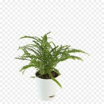 Lush, Green, Foliage, Fronds, Nature, Botanical, Plant, Leafy, Graceful, Vibrant, Ferns, Tropical, Woodland, Freshness, Air-purifying, Textured, Decorative, Natural, Tranquility, Shade-loving