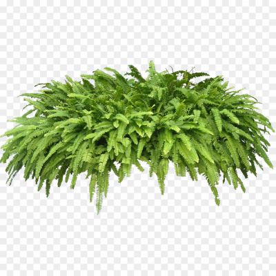 Fern, Plant, Greenery, Indoor Plants, Nature, Botanical, Leaves, Foliage, Tropical, Fern Species, Ornamental, Houseplant, Garden, Shade-loving, Low Maintenance, Air Purifying, Fern Care, Fern Varieties, Fern Garden, Fern Fronds.