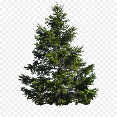 Fir-Tree-Transparent-Background-2FPVVUDC.png