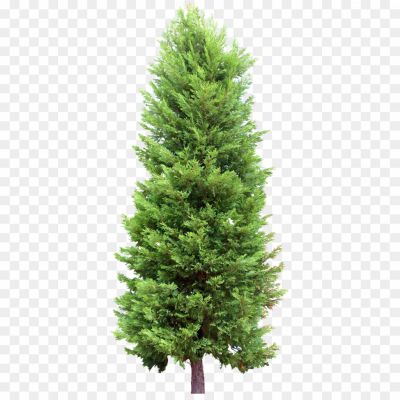 Fir-Tree-Transparent-PNG-5P92R8SS.png