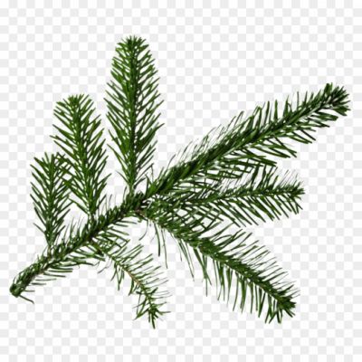 Fir-branch-png-for-tree-christmas-branch-png-Pngsource-TGZZ6JJD.png