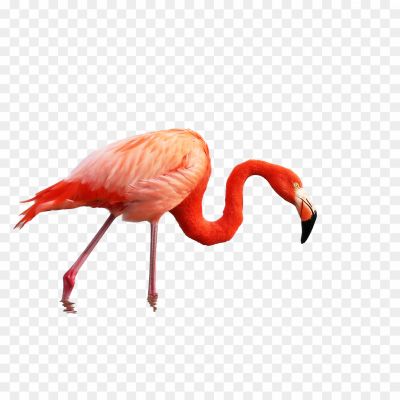 Flamingo-Background-PNG-Image.png
