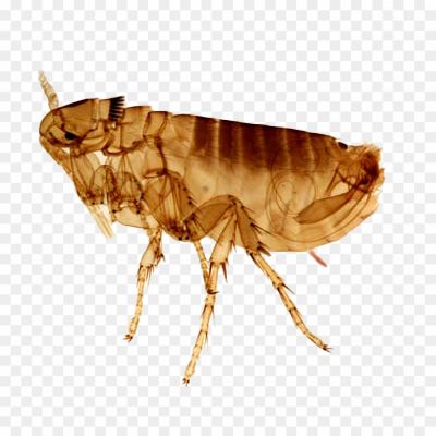 Flea-Transparent-Images-Pngsource-IA21J41C.png