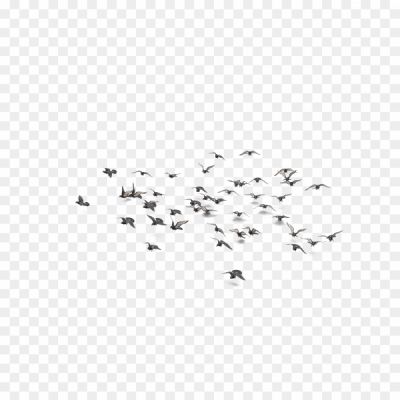 Flock-Of-Bird-PNG-Photo-Image.png PNG Images Icons and Vector Files - pngsource