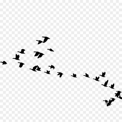Flock-of-Bird-PNG-Background.png