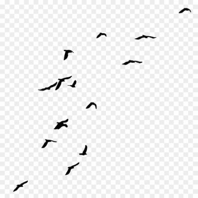 Flock-of-Bird-Transparent-Image.png PNG Images Icons and Vector Files - pngsource