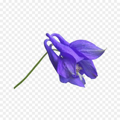 Flower-Blue-PNG-Free-File-Download-Pngsource-ZB7V3EYF.png