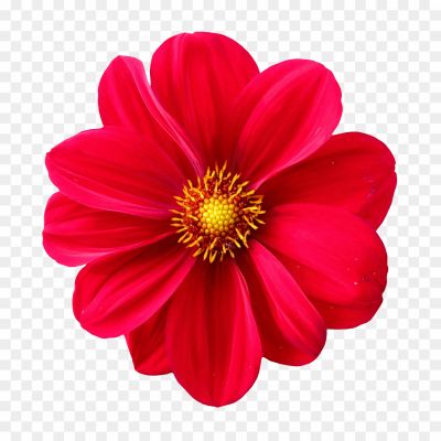 Flower-PNG-Free-Download-UYWPT5S5.png