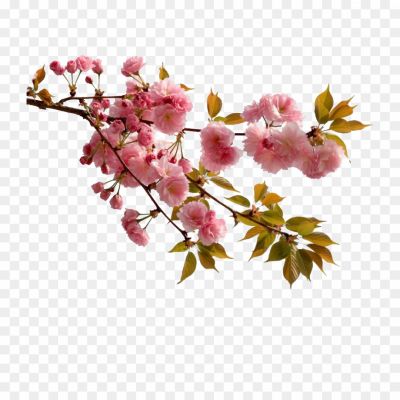 Flower-PNG-Isolated-Clipart-Pngsource-MNUZHX71.png