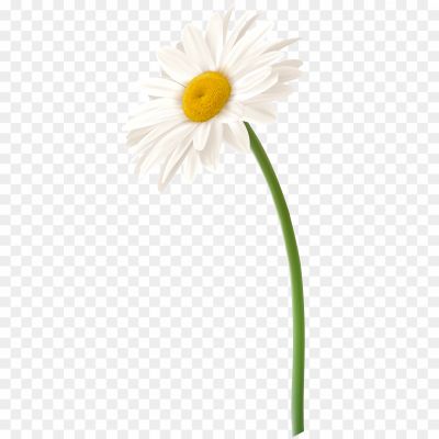 Daisy, White, Flower, Petals, Botanical, Nature, Plant, Symbol, Innocence, Purity, Simplicity, Floral, Garden, Daisy Flower, White Daisy, White Petals, Delicate, Daisy Symbolism, Fresh, Blossoms, Daisy Family, Floral Arrangement, Daisy Bouquet, Wildflower, Floral Design.