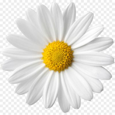 Flowers-Daisy-White-Yellow-Transparent-Image-HKMCL0XI.png