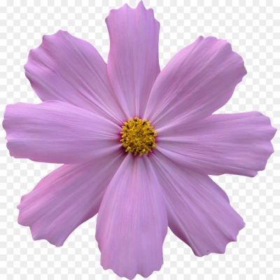Flowers-Purple-Download-Free-PNG-4YNTIFO6.png